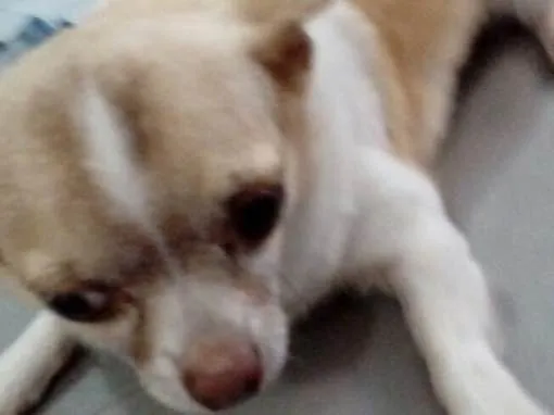 Cachorro ra a Chiuaua  idade 5 anos nome Bento (Chiuaua )