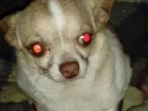 Cachorro raça Chiuaua  idade 5 anos nome Bento (Chiuaua )