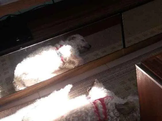 Cachorro ra a  idade 3 anos nome PETEKA