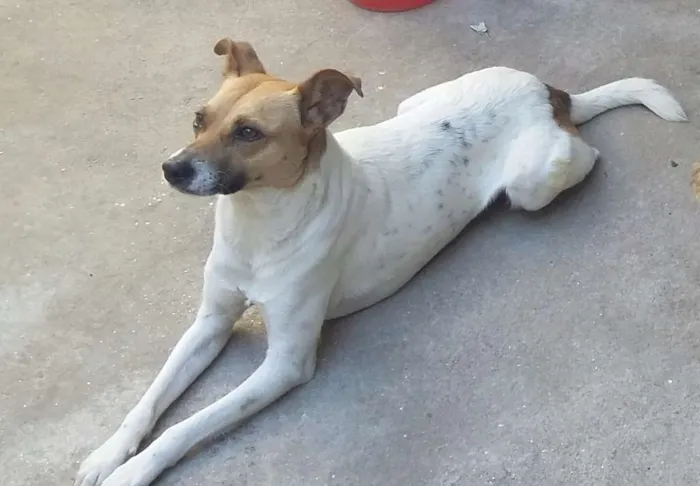Cachorro ra a Srd idade 1 ano nome Branca