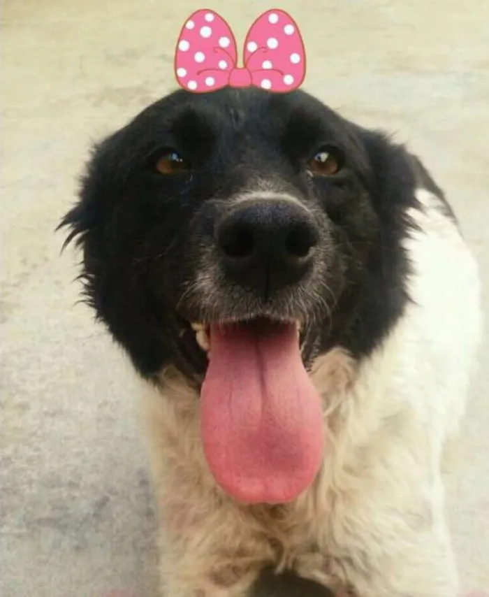 Cachorro ra a Srd  idade 1 ano nome Biskoito