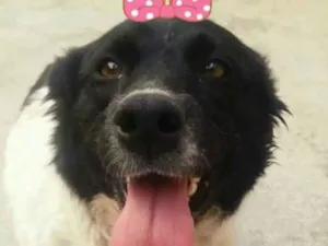 Cachorro raça Srd  idade 1 ano nome Biskoito