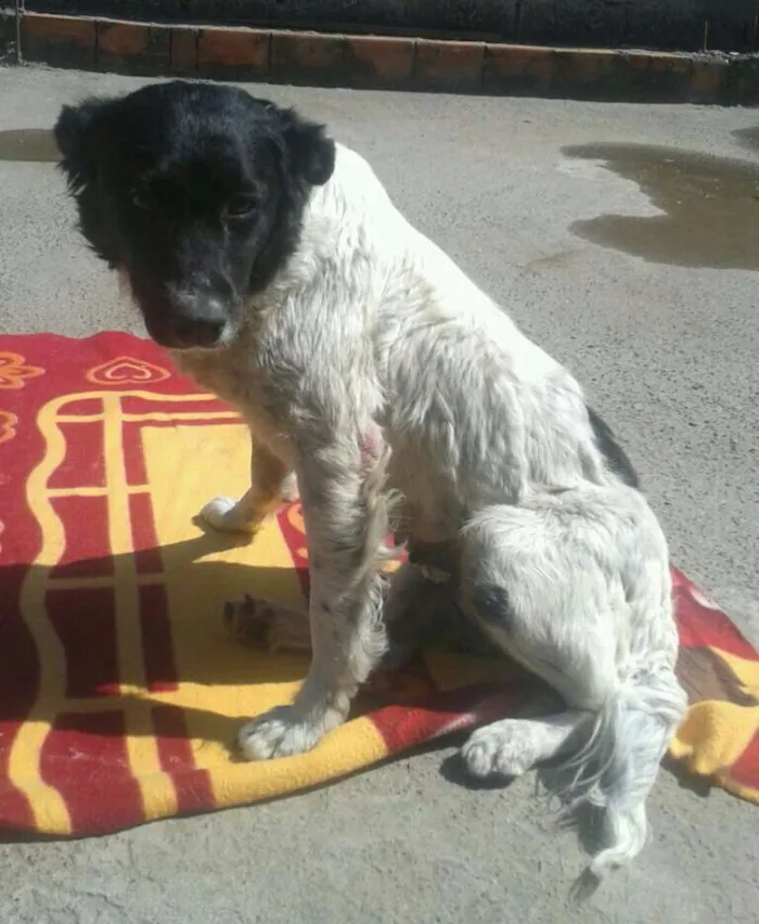 Cachorro ra a Srd  idade 1 ano nome Biskoito
