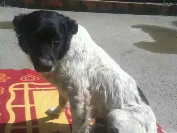 Cachorro ra a Srd  idade 1 ano nome Biskoito