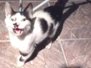 Gato raça Srd idade 2 a 6 meses nome Floquinho