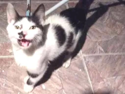 Gato ra a Srd idade 2 a 6 meses nome Floquinho