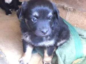 Cachorro raça Sem raça definida  idade Abaixo de 2 meses nome Kiwi e Jade