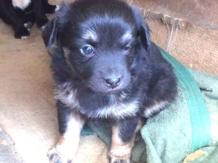 Cachorro ra a Sem raça definida  idade Abaixo de 2 meses nome Kiwi e Jade