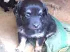 Cachorro raça Sem raça definida  idade Abaixo de 2 meses nome Kiwi e Jade