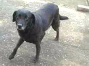 Cachorro raça Mestiça de labrador  idade 6 ou mais anos nome Mel
