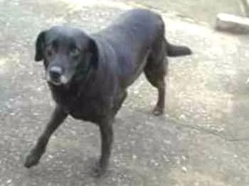 Cachorro ra a Mestiça de labrador  idade 6 ou mais anos nome Mel