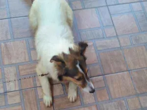 Cachorro raça Buder collin não puro idade 2 a 6 meses nome Florentina