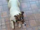 Cachorro raça Buder collin não puro idade 2 a 6 meses nome Florentina