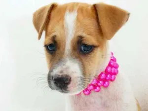Cachorro raça Vira lata idade 2 a 6 meses nome Diana