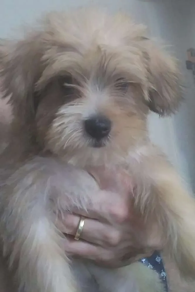 Cachorro raça não definida idade 2 a 6 meses nome Cookie