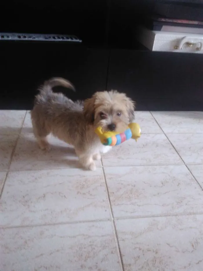 Cachorro raça não definida idade 2 a 6 meses nome Cookie