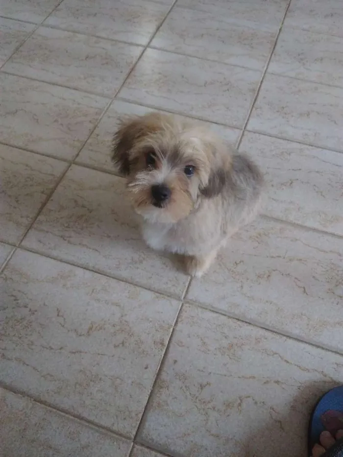 Cachorro raça não definida idade 2 a 6 meses nome Cookie