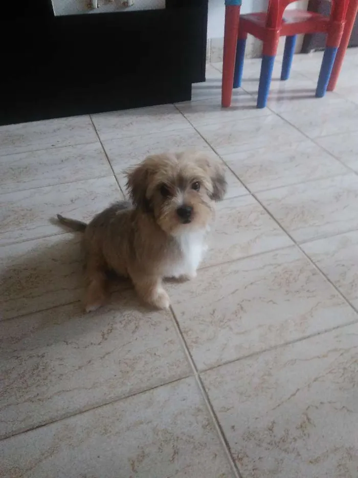 Cachorro raça não definida idade 2 a 6 meses nome Cookie