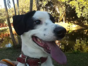 Cachorro raça Srd idade 2 anos nome Bilbo