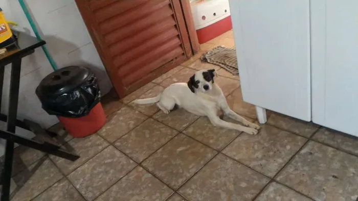 Cachorro raça Srd idade 2 anos nome Bilbo