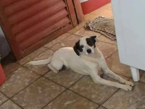 Cachorro raça Srd idade 2 anos nome Bilbo