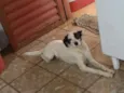 Bilbo