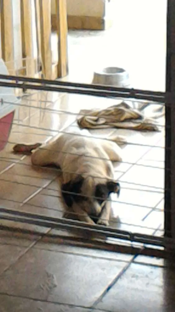 Cachorro raça Srd idade 2 anos nome Bilbo