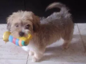 Cachorro raça não definida idade 2 a 6 meses nome Cookie