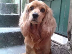 Cachorro raça cocker idade 4 anos nome yudi