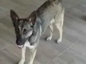 Cachorro raça Mista  idade 1 ano nome Sunny