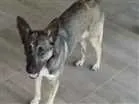 Cachorro raça Mista  idade 1 ano nome Sunny