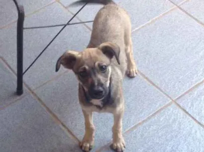 Cachorro raça SRD idade 2 a 6 meses nome Lica
