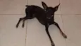 Tchutchuca