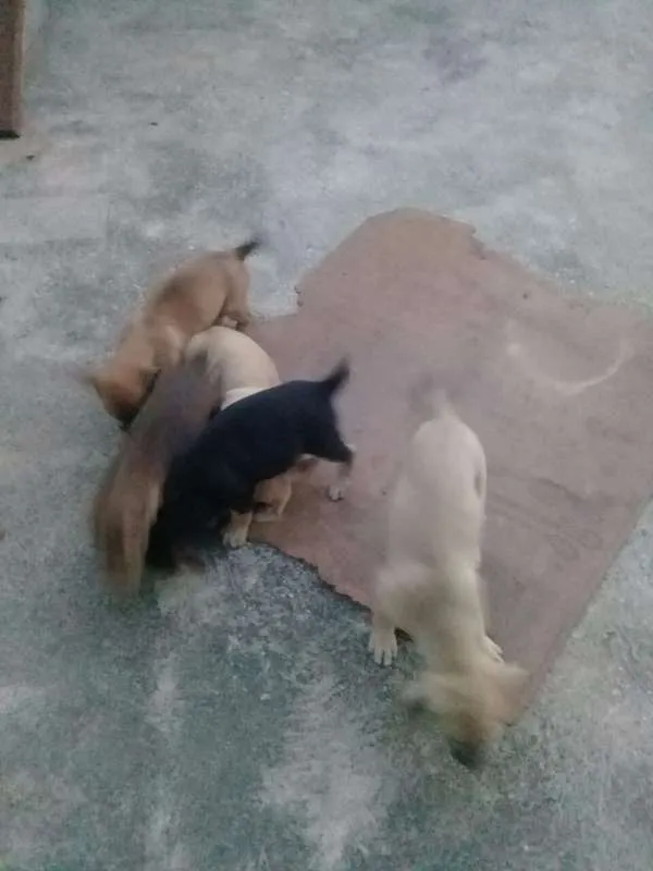 Cachorro raça Mestiço idade 2 a 6 meses nome Filhotes