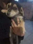 Filhotes