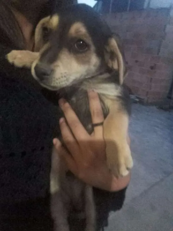 Cachorro raça Mestiço idade 2 a 6 meses nome Filhotes