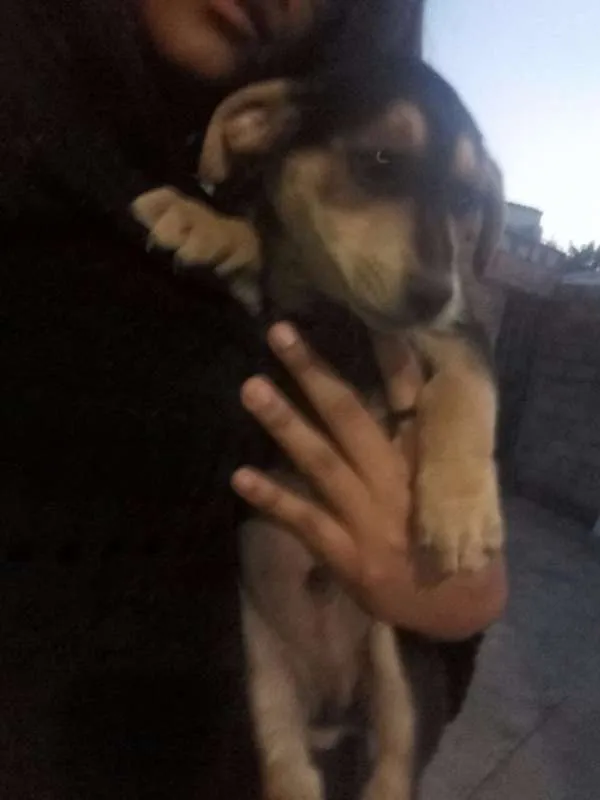 Cachorro raça Mestiço idade 2 a 6 meses nome Filhotes