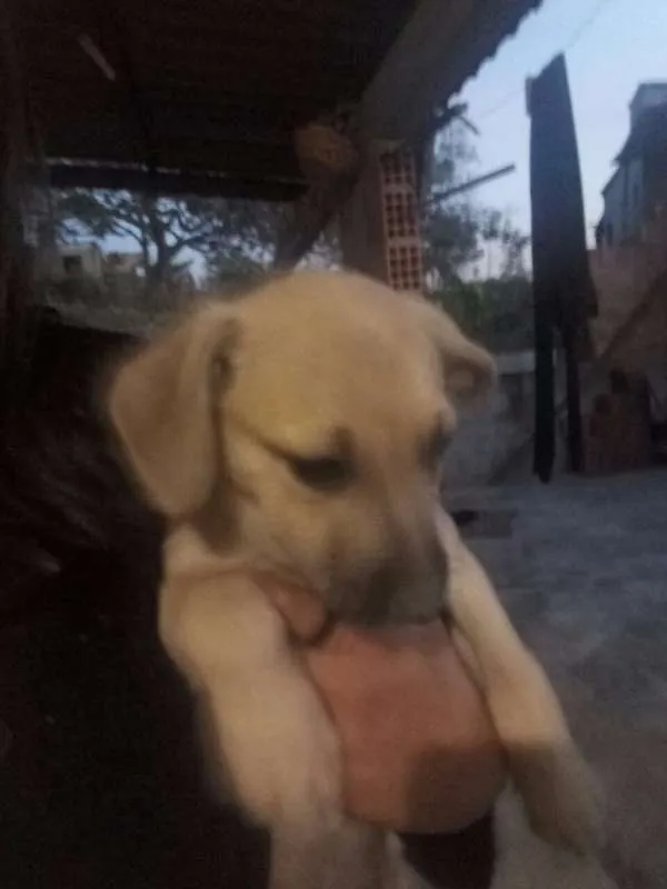 Cachorro raça Mestiço idade 2 a 6 meses nome Filhotes