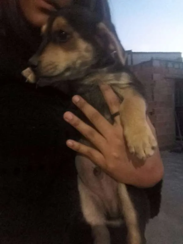 Cachorro raça Mestiço idade 2 a 6 meses nome Filhotes