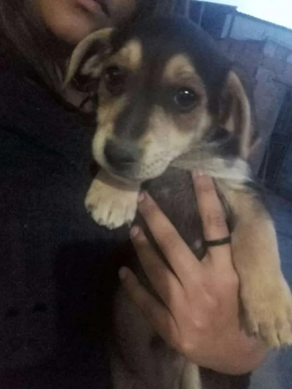 Cachorro raça Mestiço idade 2 a 6 meses nome Filhotes