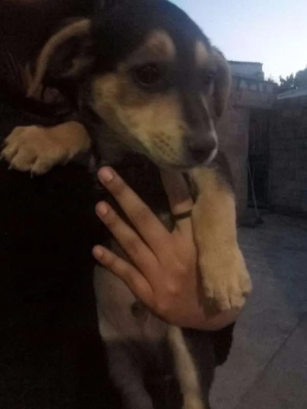 Cachorro raça Mestiço idade 2 a 6 meses nome Filhotes