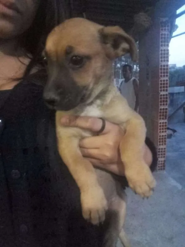Cachorro raça Mestiço idade 2 a 6 meses nome Filhotes