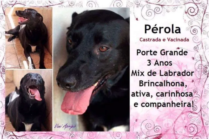 Cachorro ra a SRD idade 3 anos nome Pérola