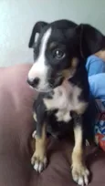 Pequenininho