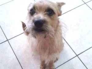 Cachorro raça SRD idade 3 anos nome Emília