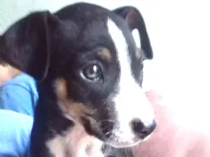 Cachorro raça Desconhecida  idade Abaixo de 2 meses nome Pequenininho