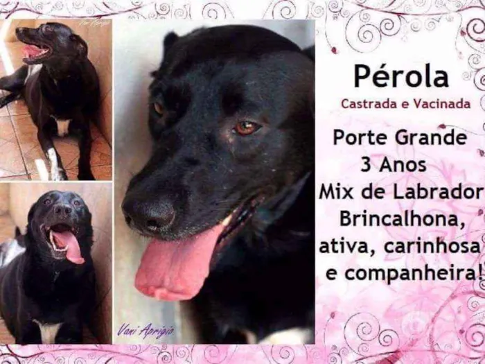 Cachorro ra a SRD idade 3 anos nome Pérola