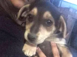 Cachorro raça Mestiço idade 2 a 6 meses nome Filhotes