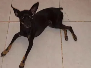 Cachorro raça Pincher  idade 2 anos nome Tchutchuca