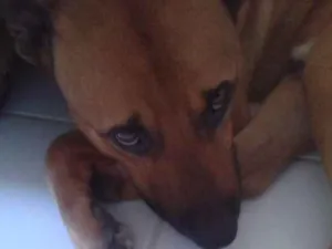Cachorro raça Labrador e Vira-lata idade 2 anos nome Beethoven